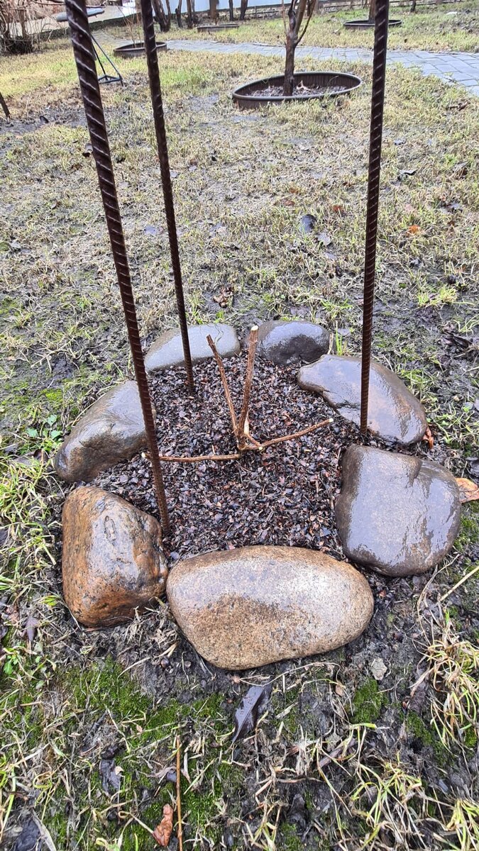 В галерее 2 фото. Молодой куст гортензии Ванила Фрайз.