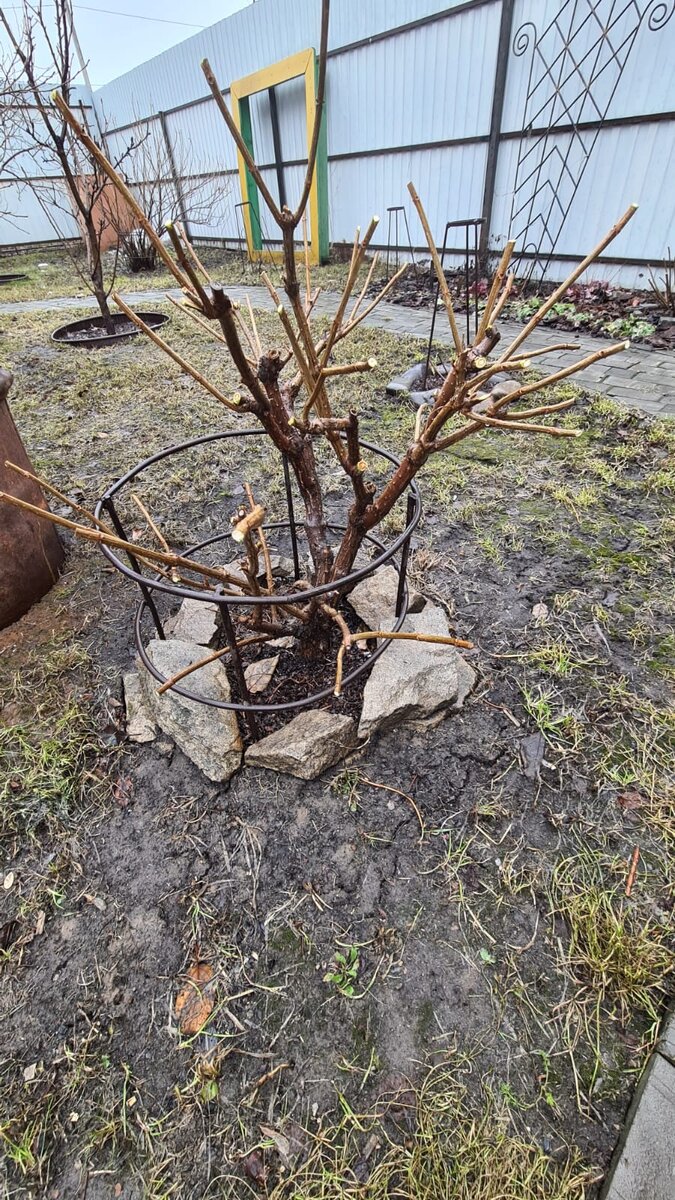 Обрезала пока так, где на 2, а где на 3 почки. Гортензия Грандифлора. На аватарке я на фоне этой гортензии.