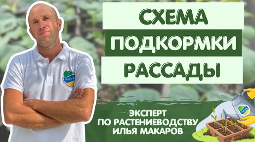 СХЕМА подкормки рассады огурцов