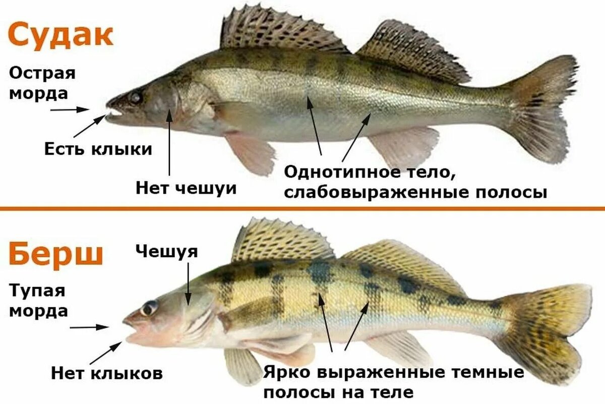 Печёная картошка и спирт, что ели кот Бегемот и Маргарита | Невыдуманные  истории еды | Дзен