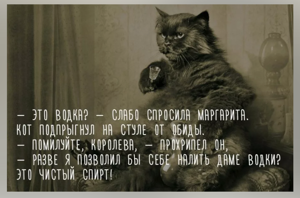 Коте предлагает