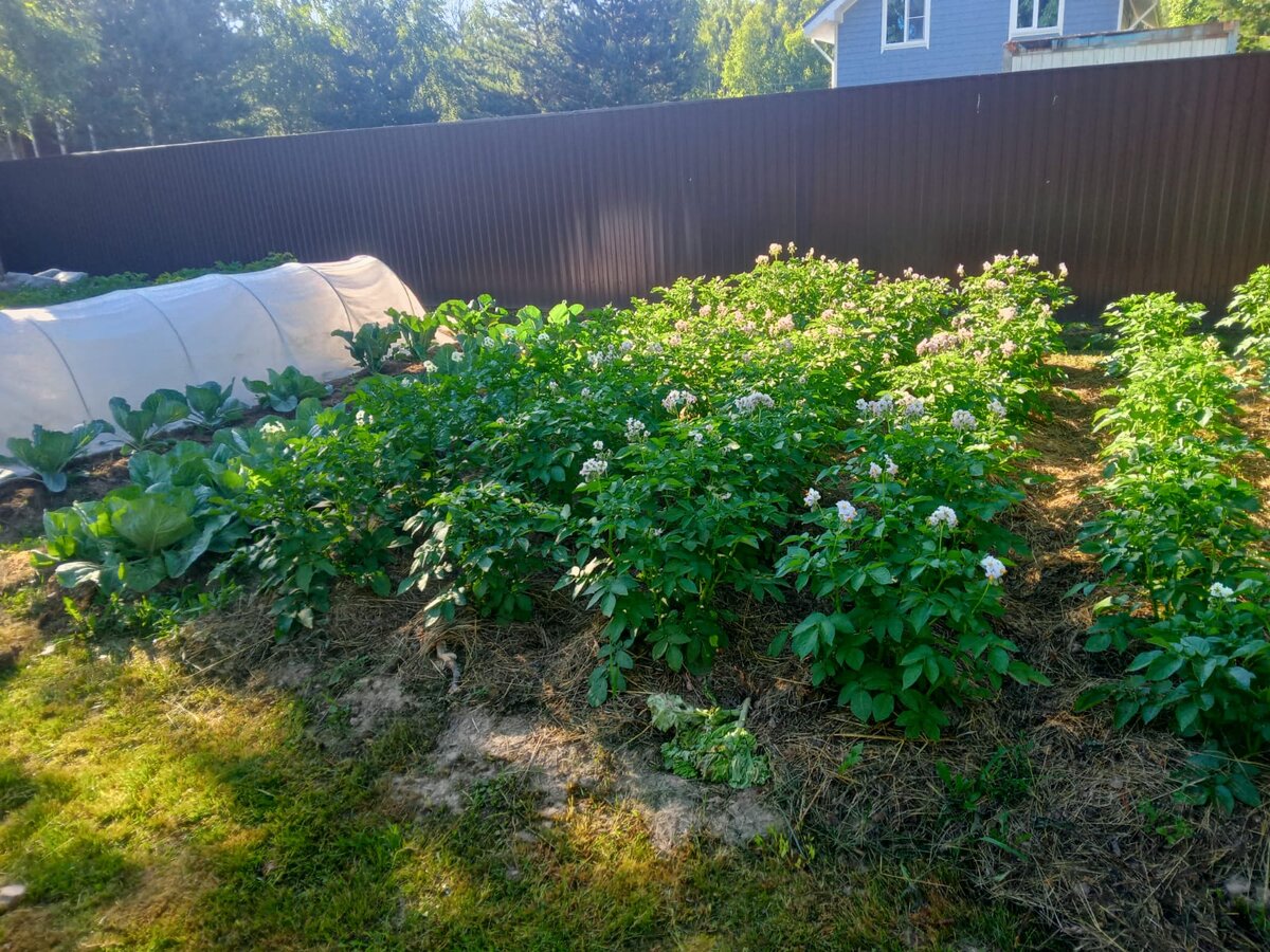 Наши картофельные угодья