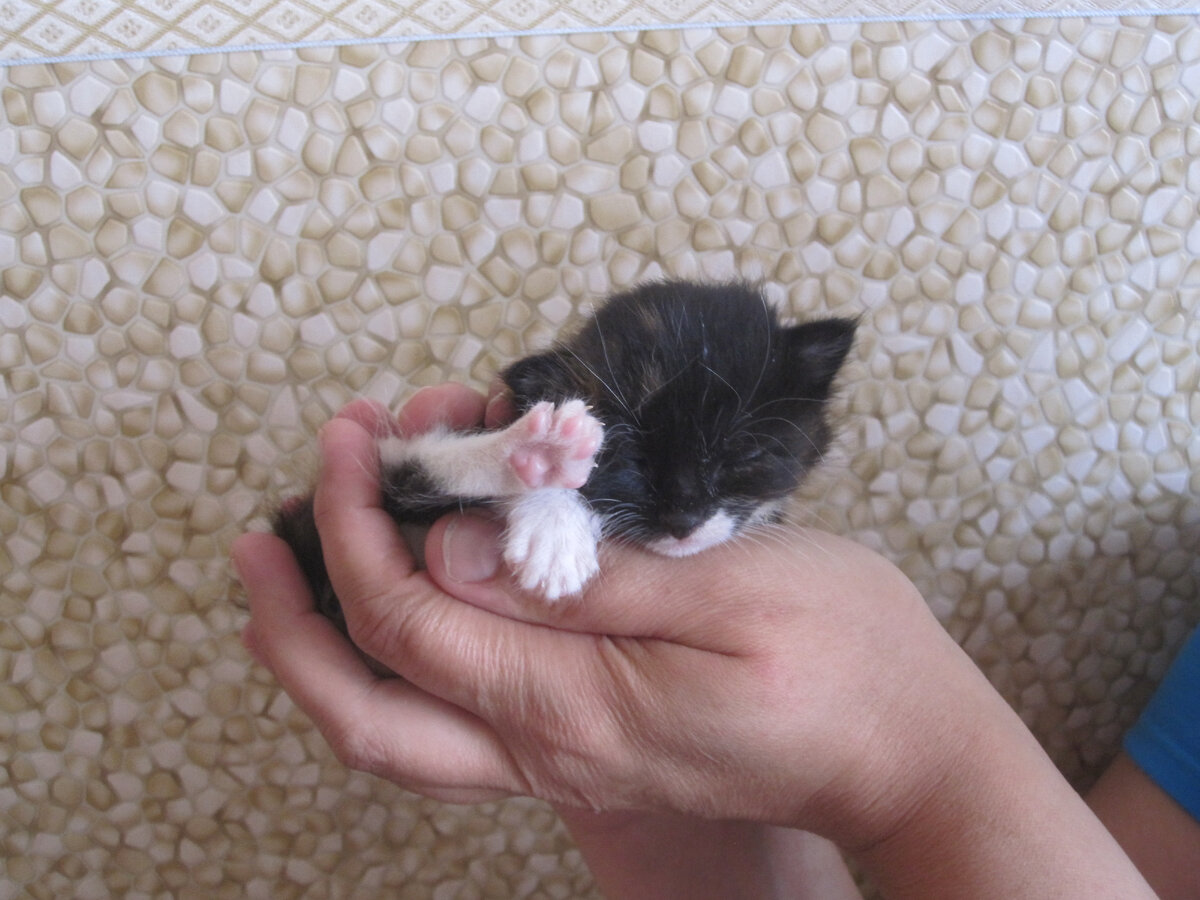 Кошка с ладошку