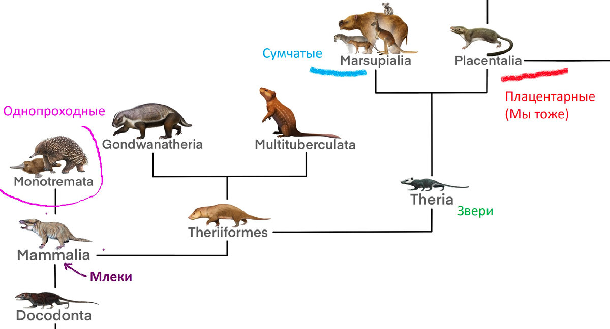 Почти моё художество с систематикой зверушек.