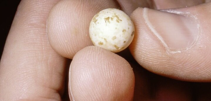 Яйцо ехидны