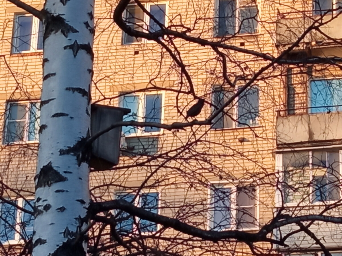 Скворушка нашего двора закликает весну