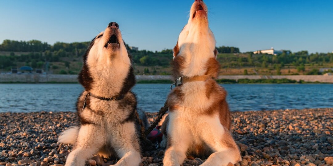 Почему собаки воют? Что скрывается за воем вашего верного друга