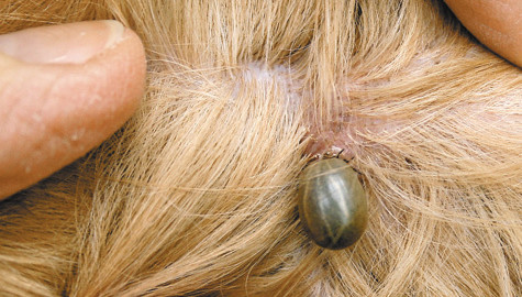 Милая иллюстрация присосавшегося клеща для мотивации. Источник: https://zuboxvost.ru/tag/iksodovyj-kleshh/