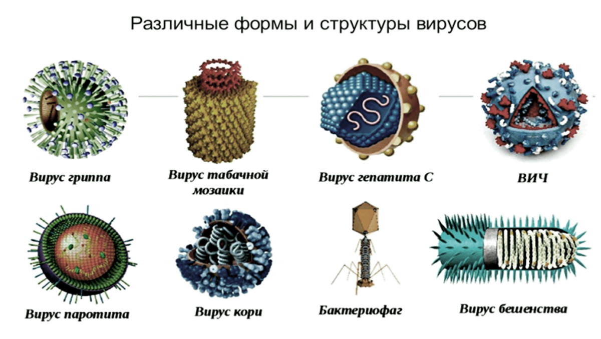 Вирусы представляют собой форму жизни. Строение простых и сложных вирусов. Строение и классификация вирусов. Строение вируса простые и сложные вирусы. Формы и строение вирионов.