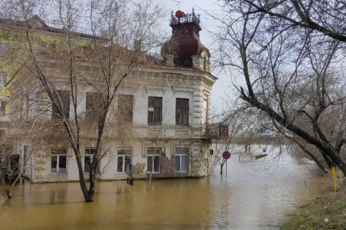 Трупный яд, гепатит и крысы. Вода в Оренбурге уходит, обнажая новые беды. |  АиФ–Оренбург | Дзен