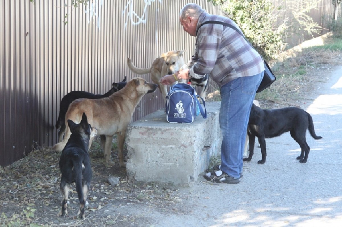    В Самаре определили размер штраф за кормление бездомных кошек и собак