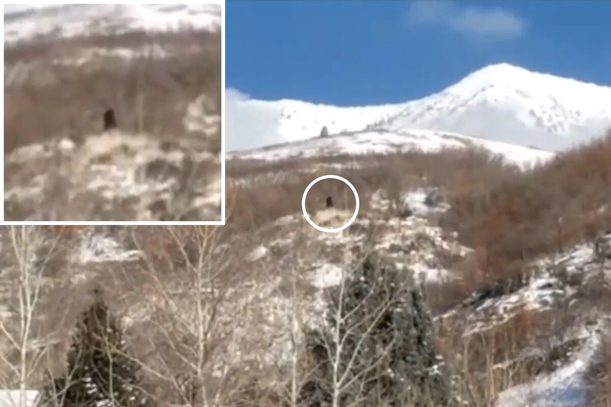 Изображение взято с сайта https://nypost.com/wp-content/uploads/sites/2/2019/02/bigfoot-sighting-in-utah-wp.jpg?quality=90&amp;strip=all&amp;w=1024