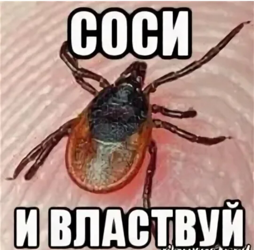 Сосите клещи мем. Клещщ Мем. Только ты и я и я клещ