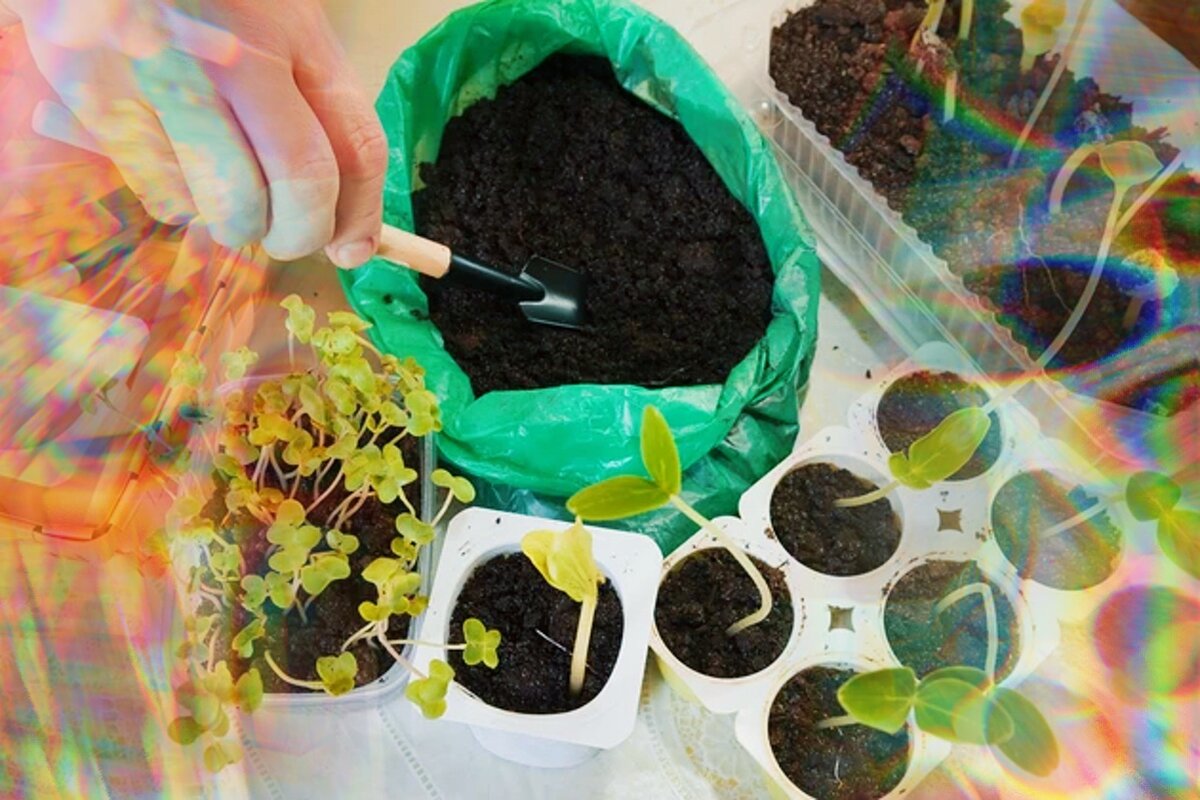 Как заработать на рассаде: Тренды, лайфхаки и бизнесплан | Журнал ...