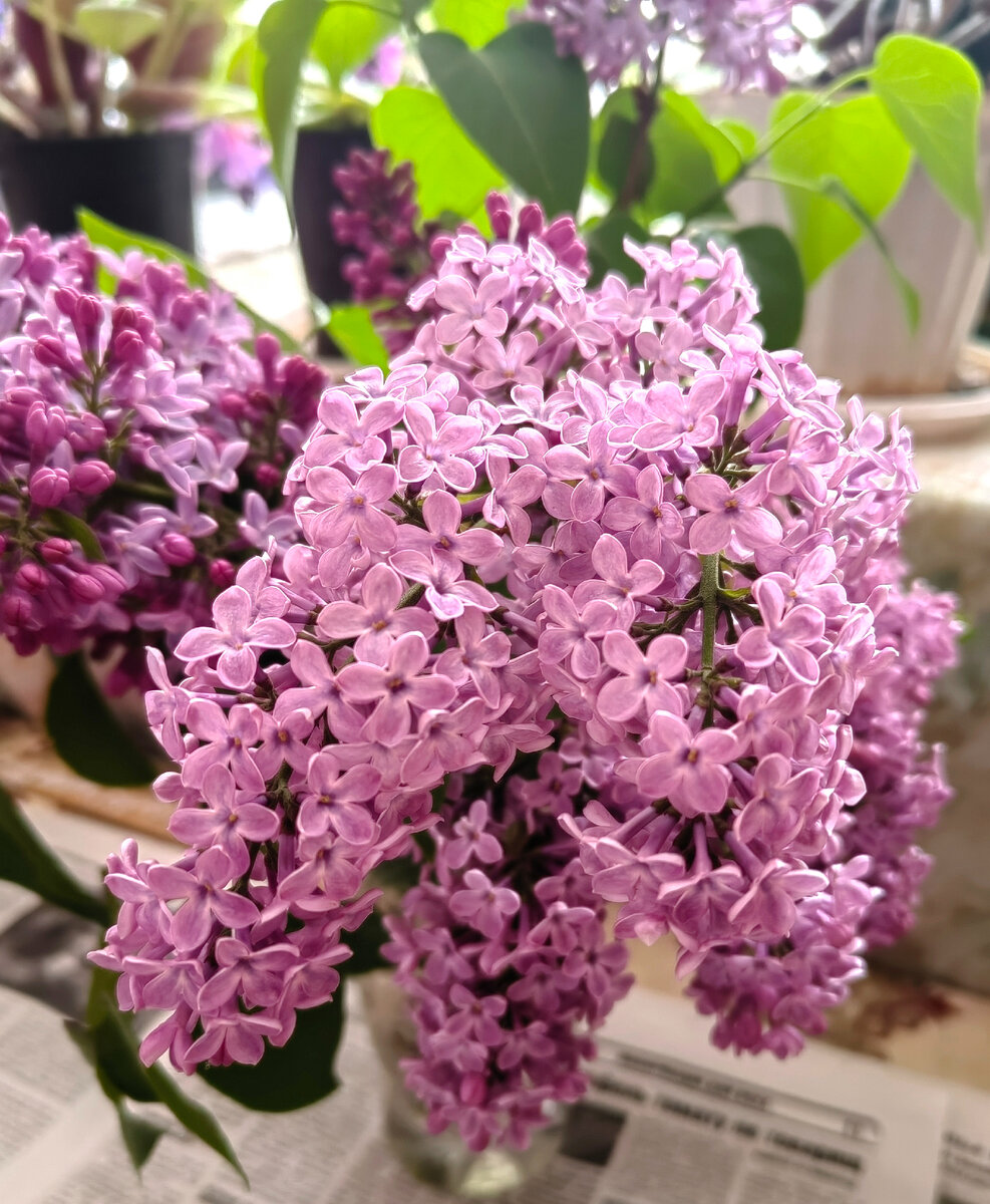 Уже зацветает сирень. В гостях я обнаружила благоухающую ветку в стакане с водой