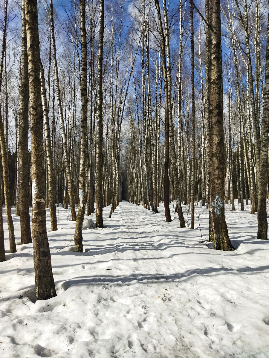 Берёзовая роща 
