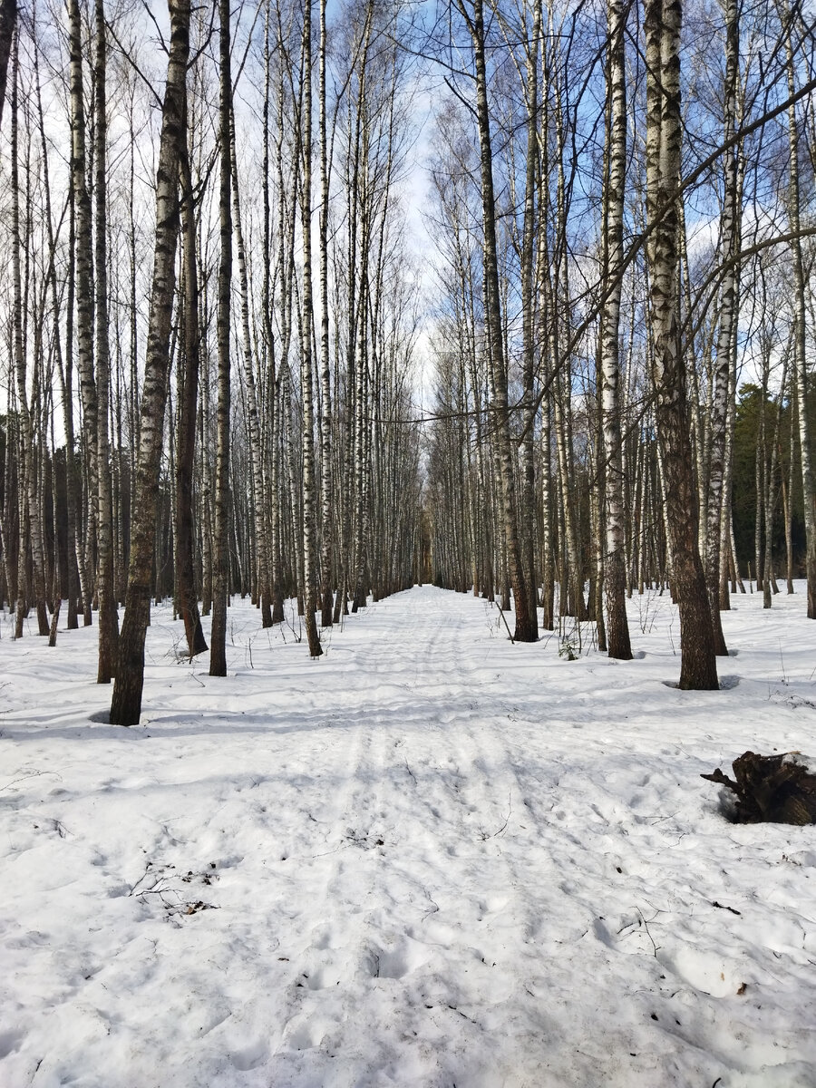 В лесу заметны остатки зимы ☺️