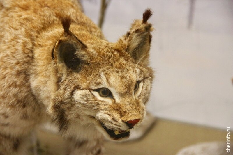    Дарья Тёмная (фамилия настоящая) - уникальный специалист: работает таксидермистом-реставратором в Доме природы.