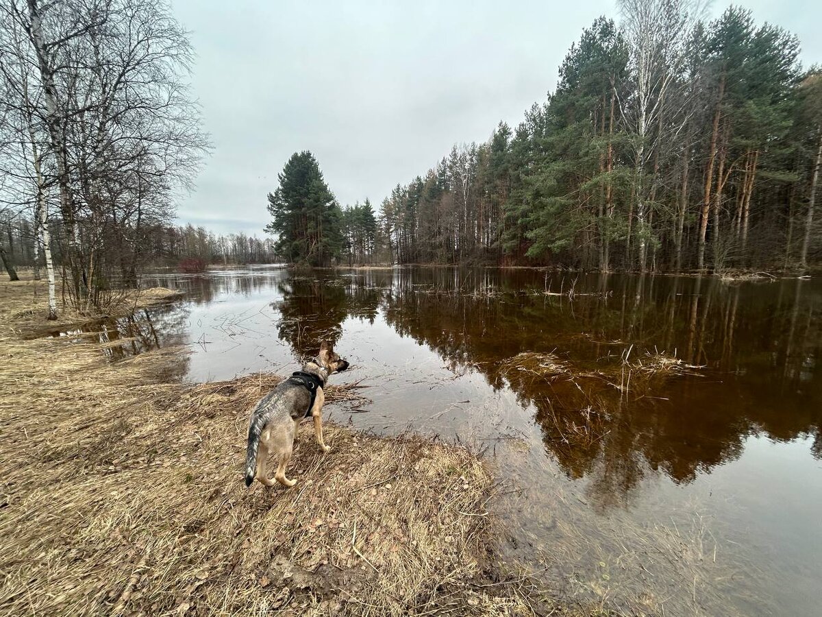 Река растеклась. Фото моё