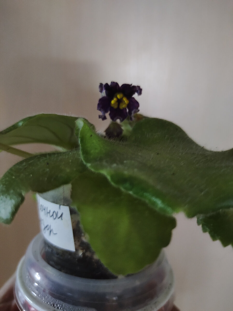 Первый цветочек. Пока на описанный сорт не похож.