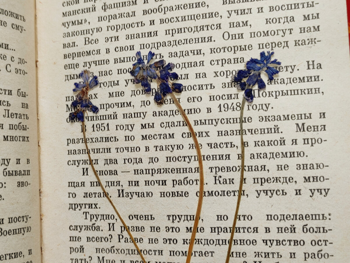 Плоская сушка Мускарей