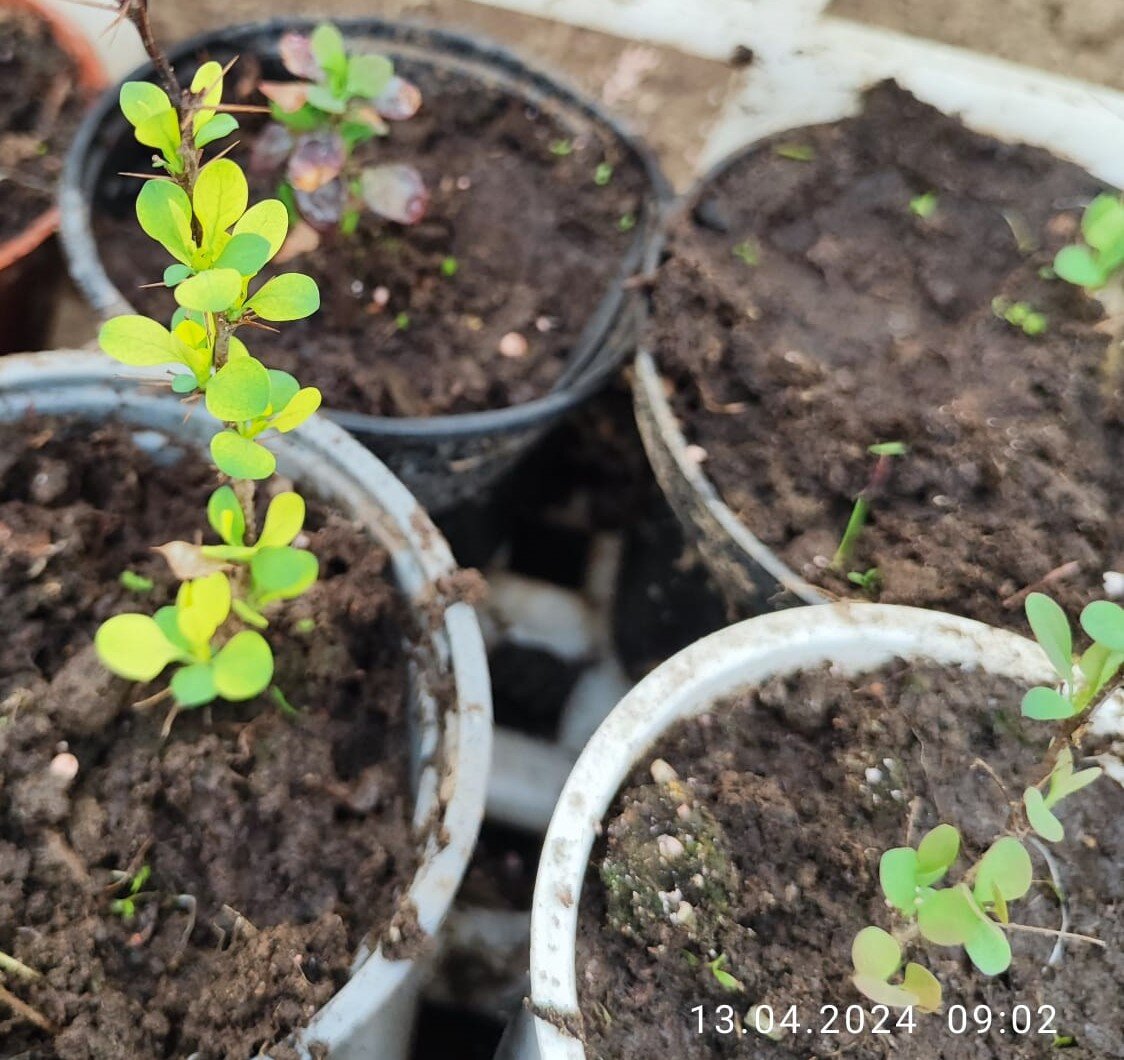 Барбарисы из семян посева весны 23