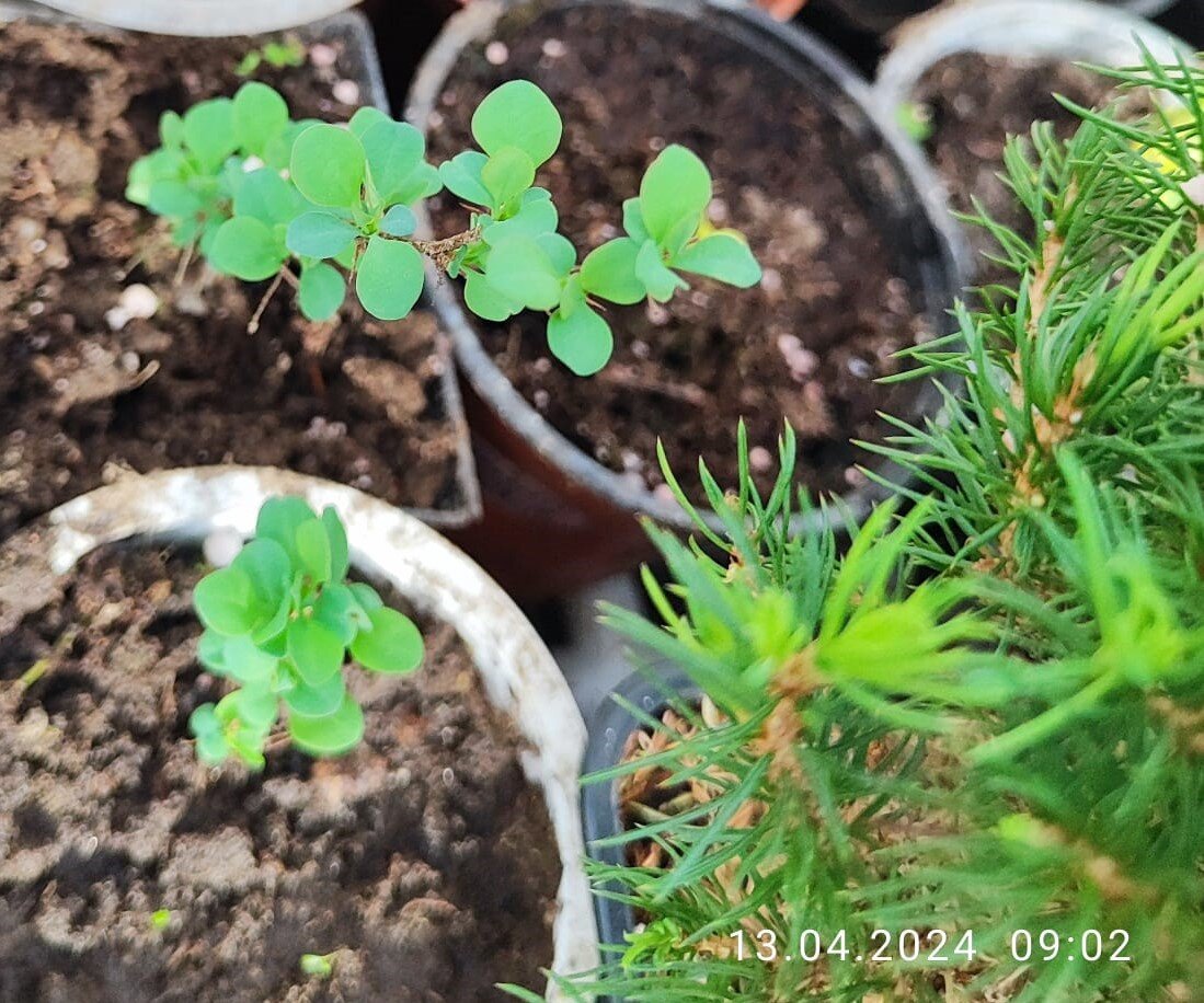 Все барбарисы красных сортов, а пока зеленые)