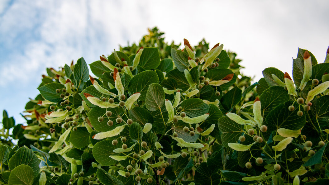    Svetlana Vozmilova/Global Look Press