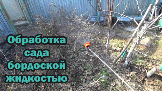 Обработка сада бордоской жидкостью