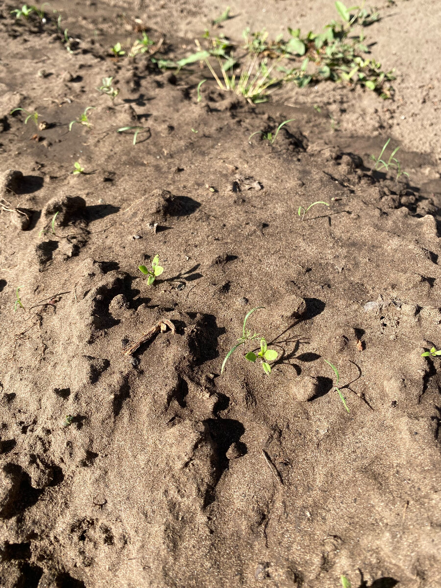 ура! лук порадовал