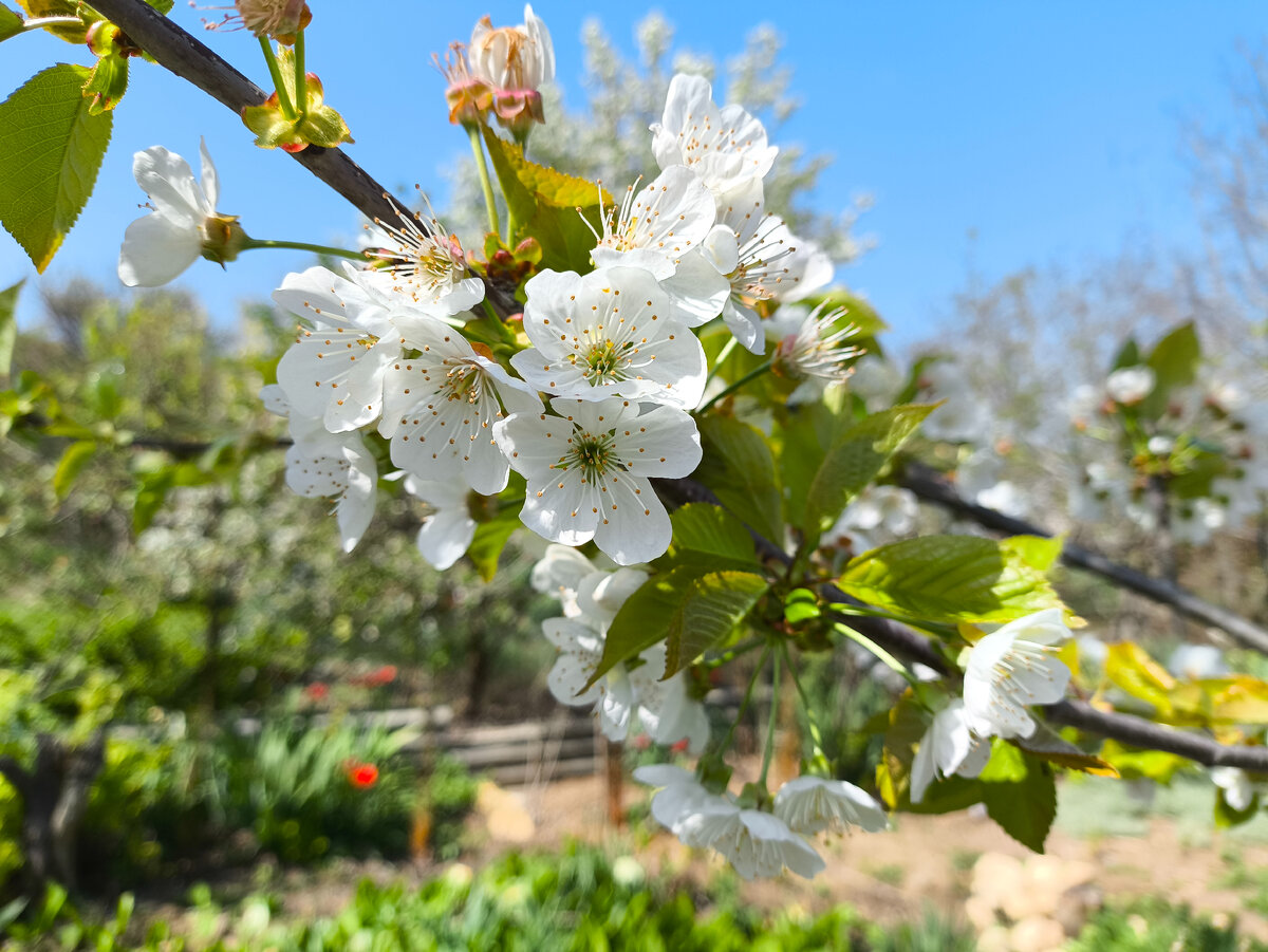 Черешня цветет