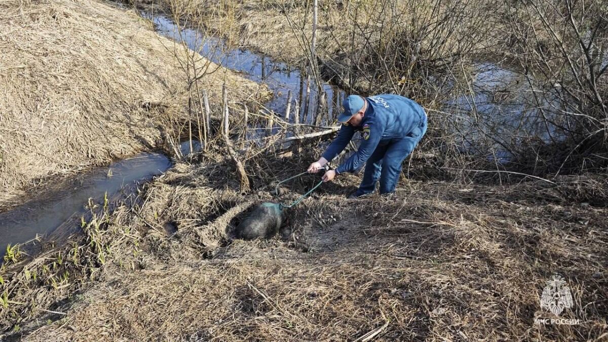 Сотрудники МЧС спасли бобра, проникшего на чужой участок в Дубне и  покусавшего собаку | «Тульские новости» | Дзен