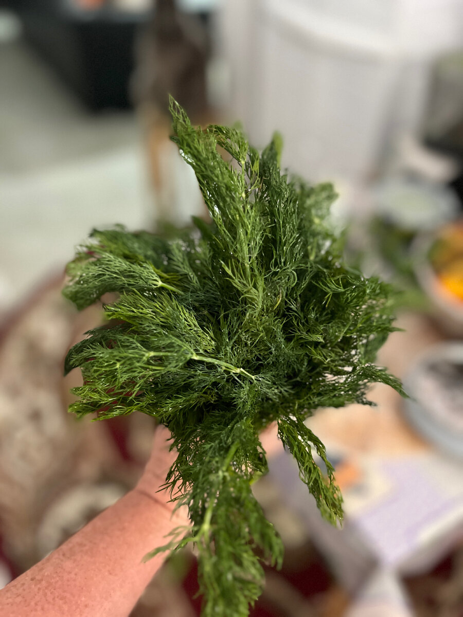 Ароматный израильский укроп. 