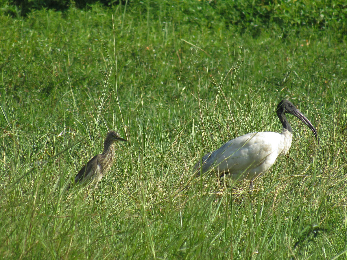 Индийская жёлтая цапля и черноголовый ибис
