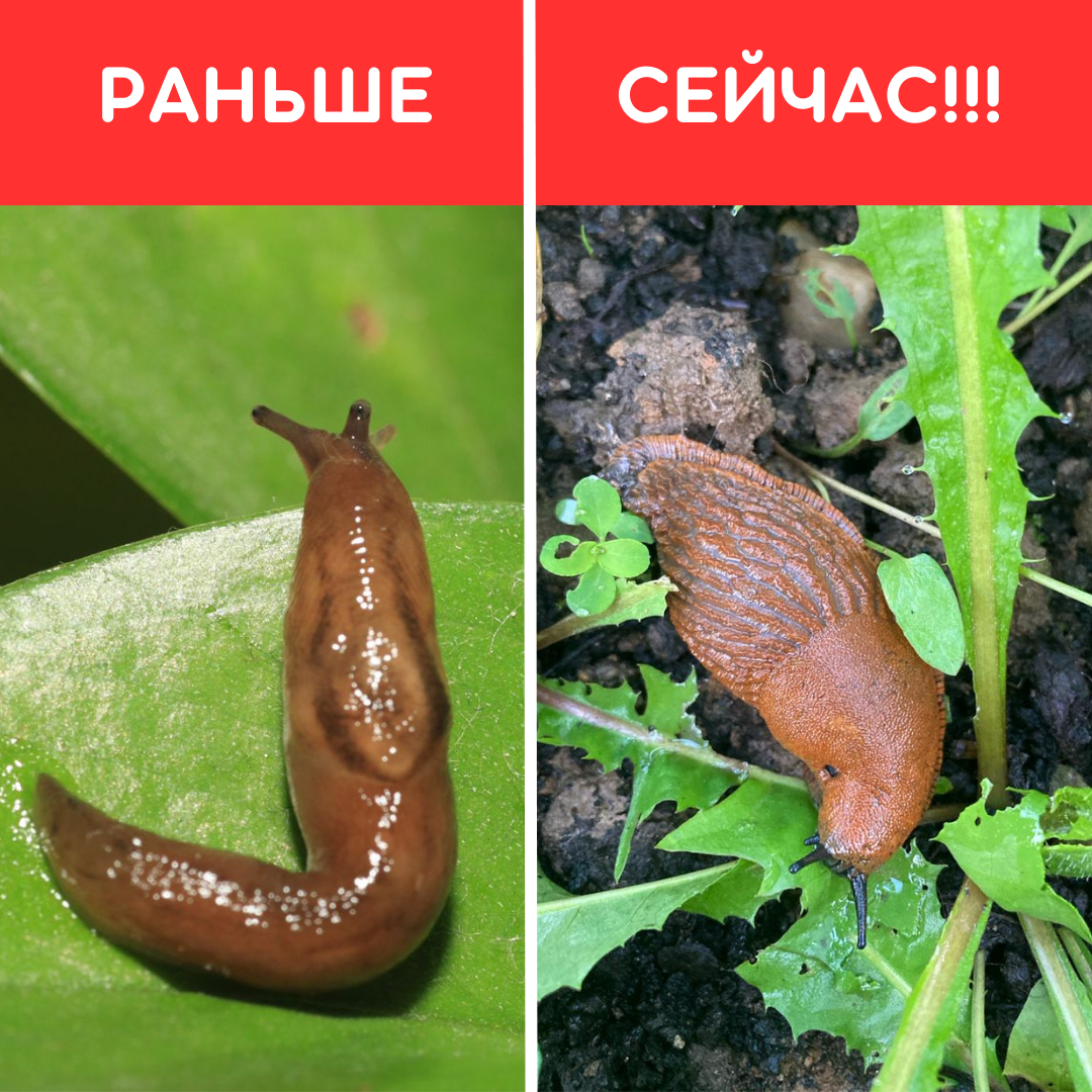 Испанский слизень фото чем опасен для человека