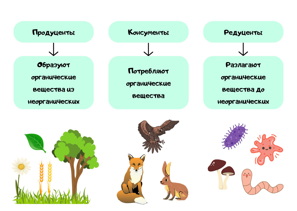 Продуценты консументы и редуценты примеры таблица Продуценты консументы редуценты основные структурные компоненты