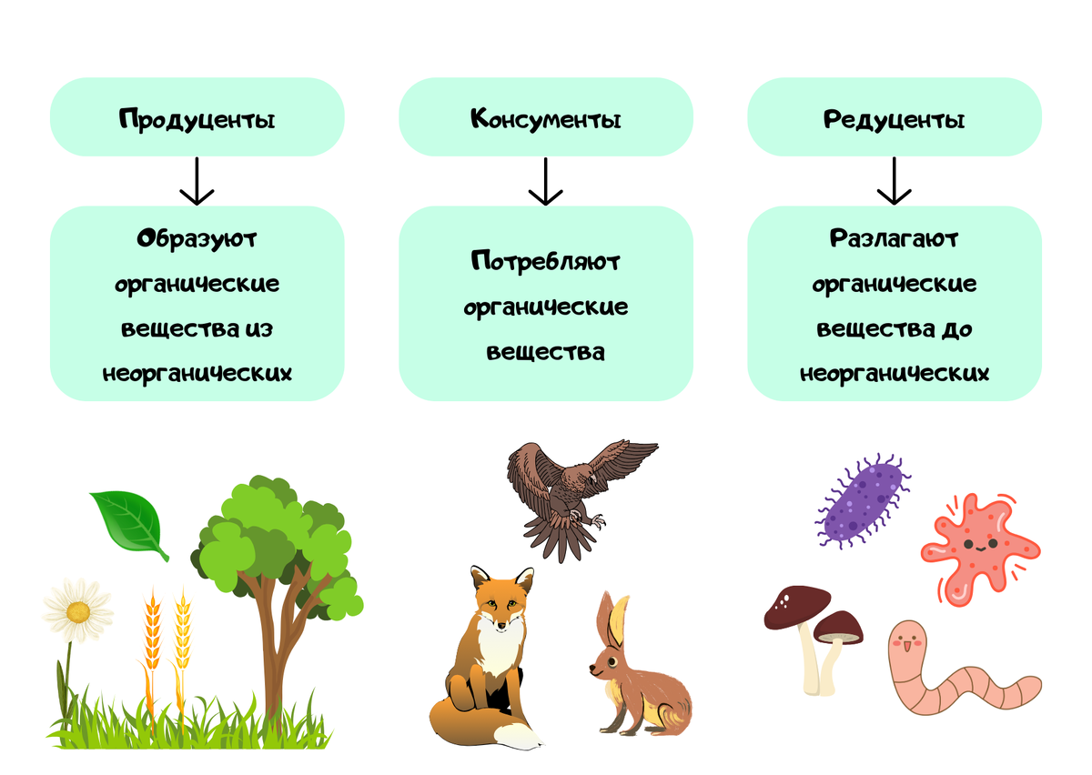 Всех организмов в экосистеме делят на три группы:  ПРОДУЦЕНТЫ, КОНСУМЕНТЫ, РЕДУЦЕНТЫ ПРОДУЦЕНТЫ (производители органического вещества)
Это растения, водоросли, сине-зеленые водоросли, т.-2