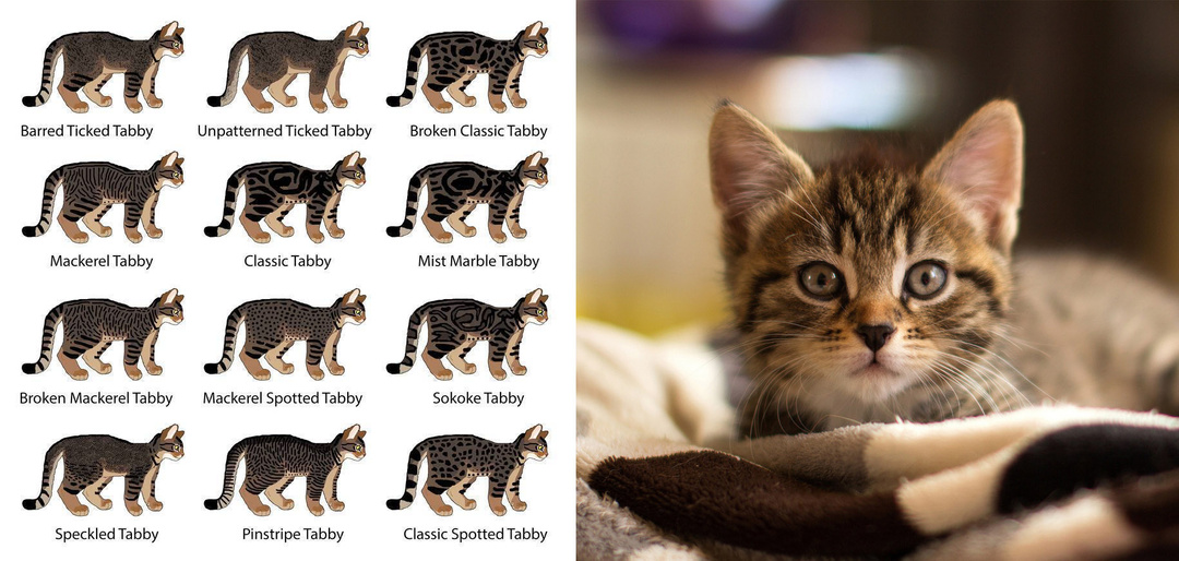 Что означает буковка М на кошачьих лбах