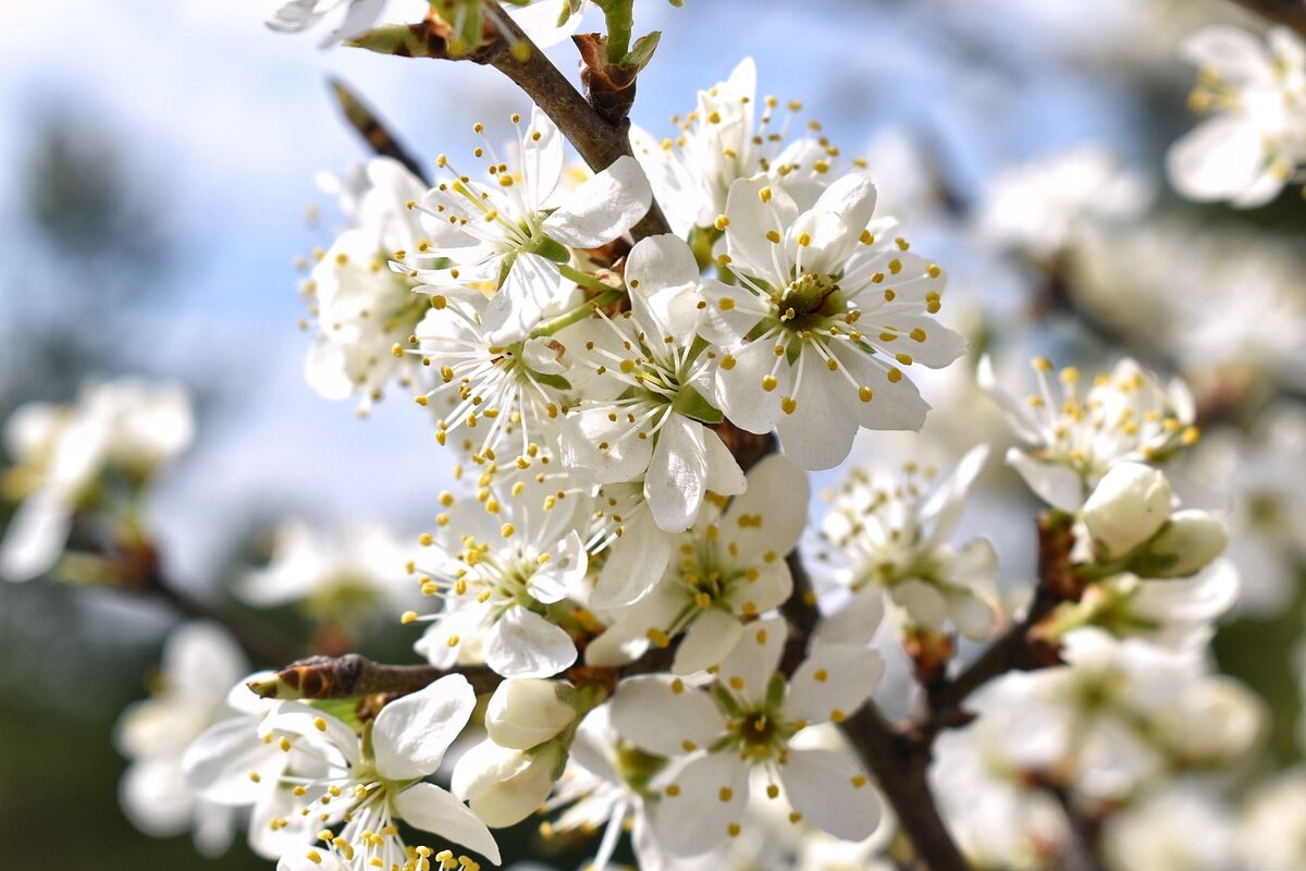 Терновый куст. Воронежская область в апреле