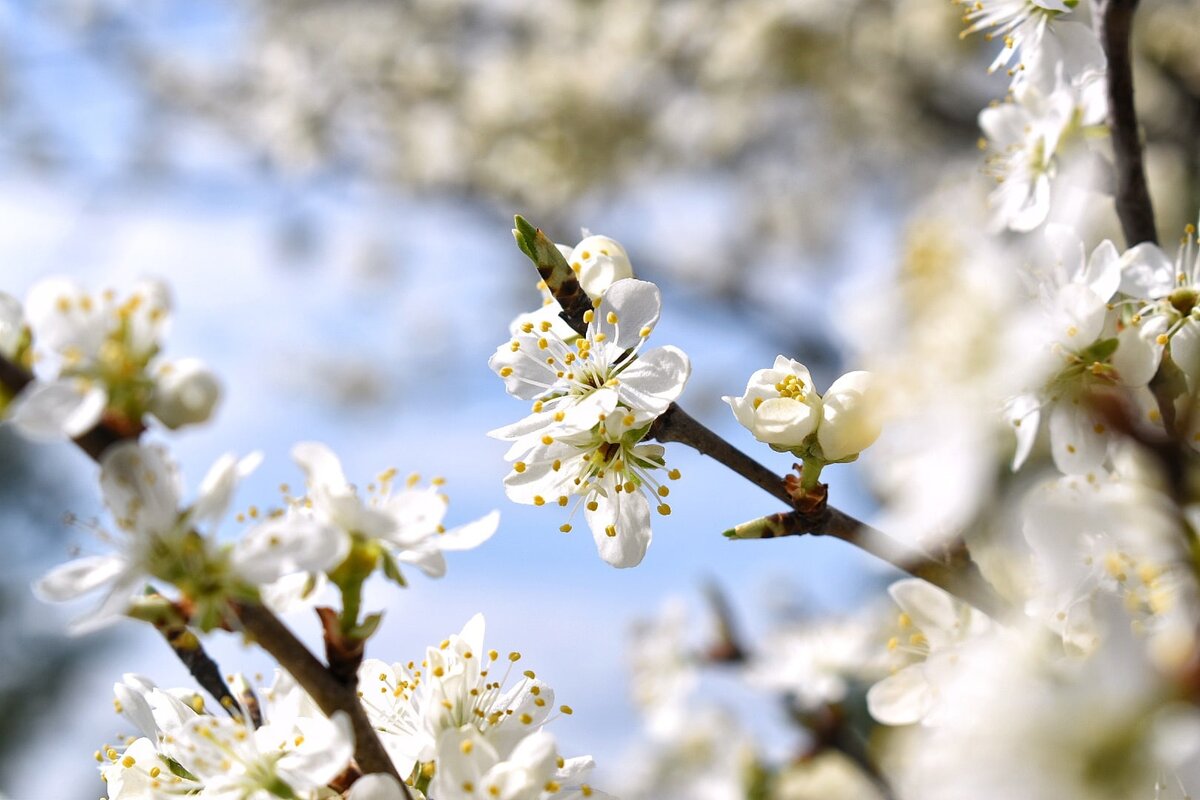 Терновый куст. Воронежская область в апреле