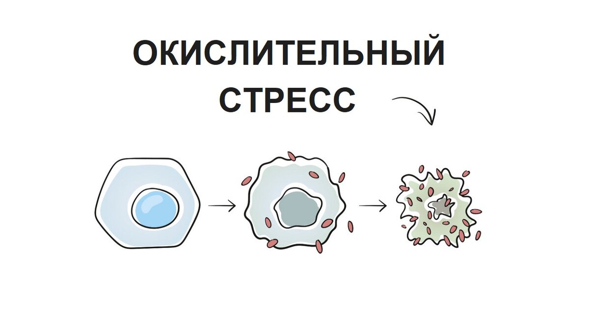 Окислительный стресс - процесс повреждения клетки в результате окисления