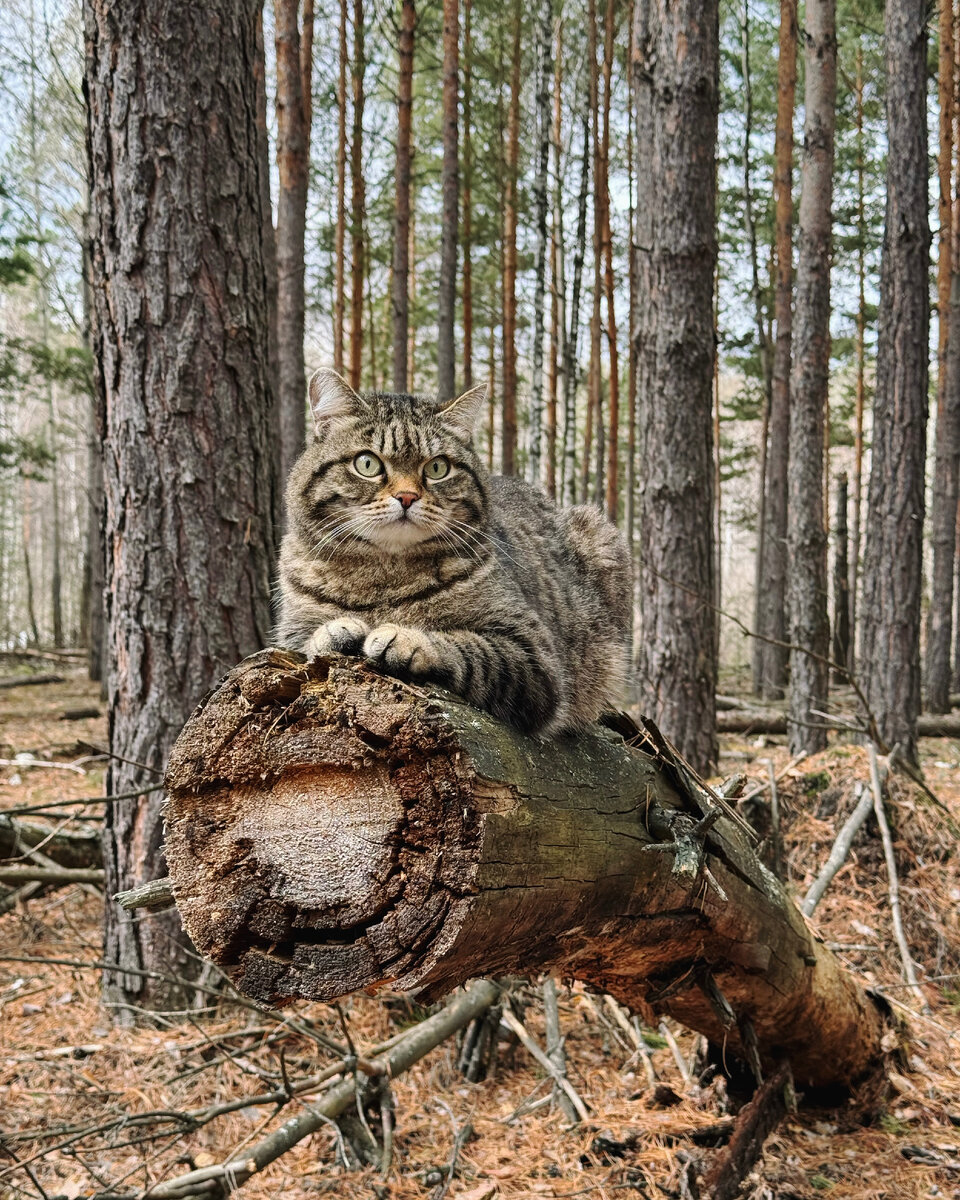 Хорошо быть котиком — на фото все стороны рабочие