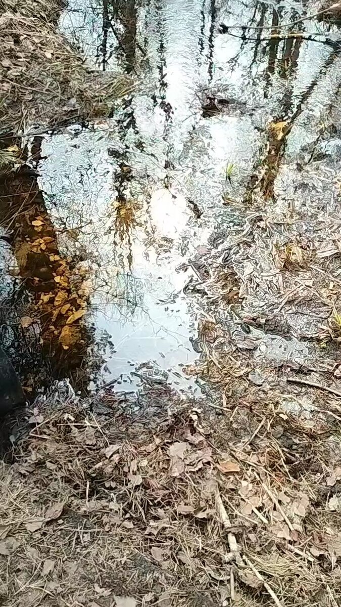 Лесной ручей. На фото справа видите лик Водяного? Да и центре тоже. Вот так и не верь после этого в духов Природы! Фото автора.