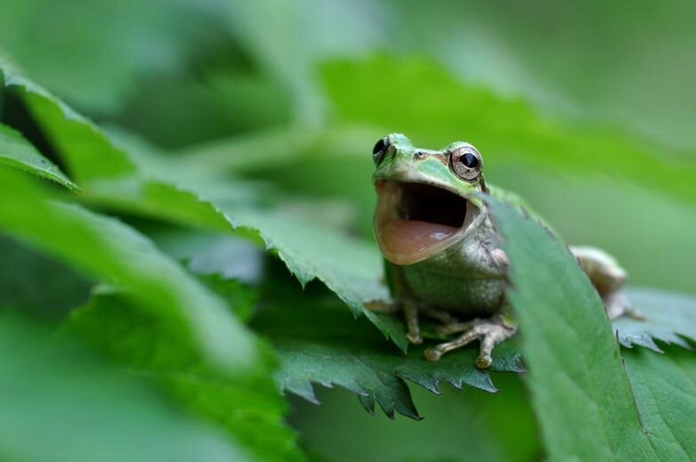 Добавьте описание