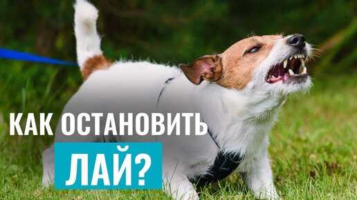 СОБАКА ЛАЕТ БЕЗ ПРИЧИНЫ? Лучшие упражнения ДЛЯ РАБОТЫ С ЛАЕМ