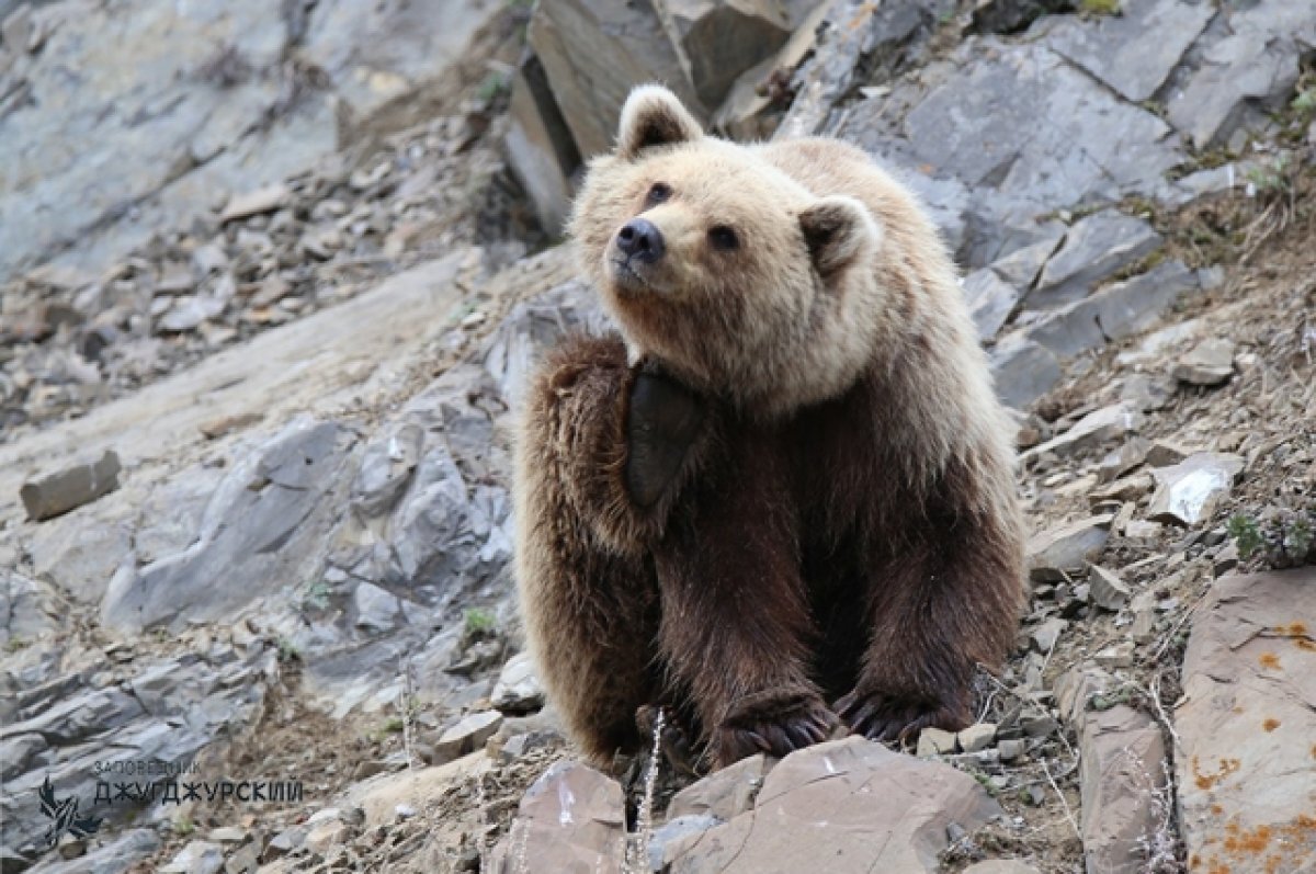    В заповеднике Хабаровского края из берлог начали выходить медведи
