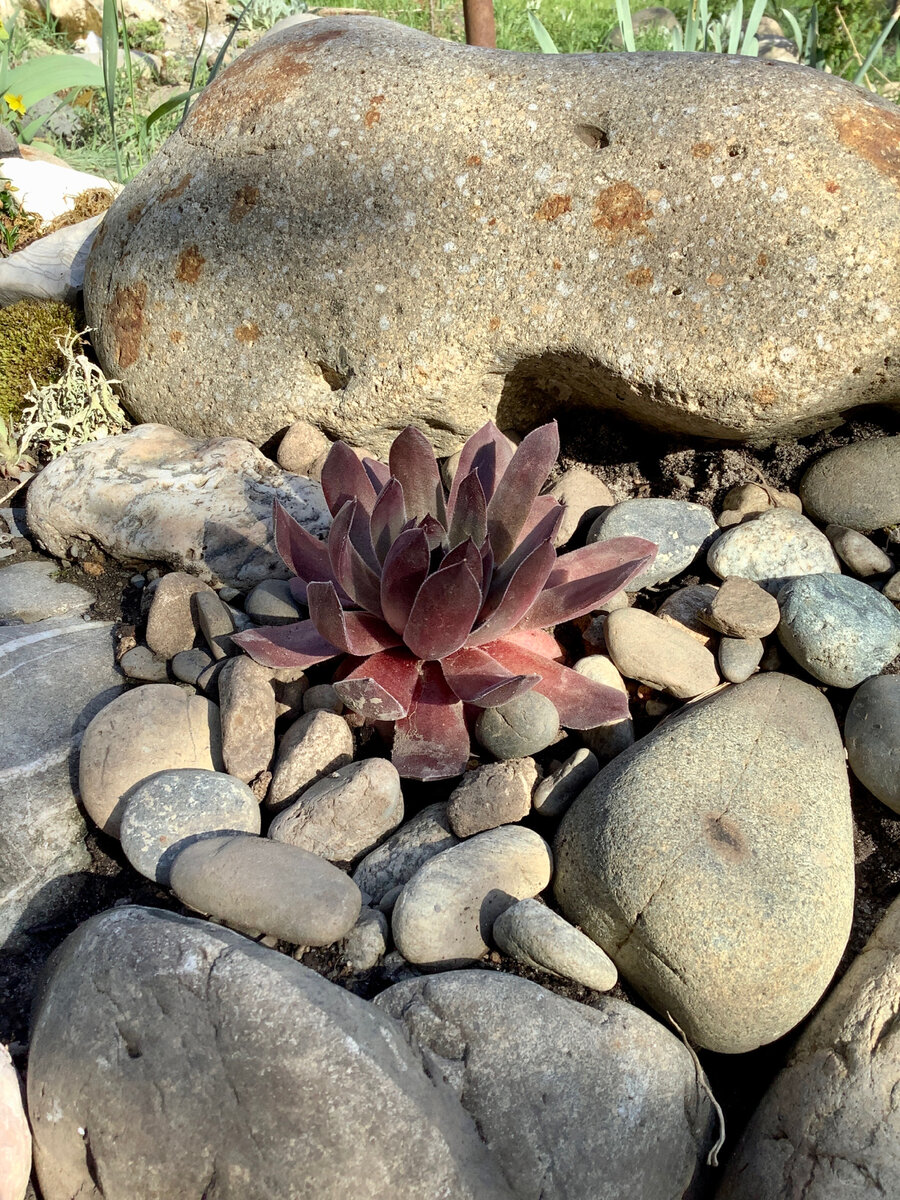 Молодило гигант на новом месте