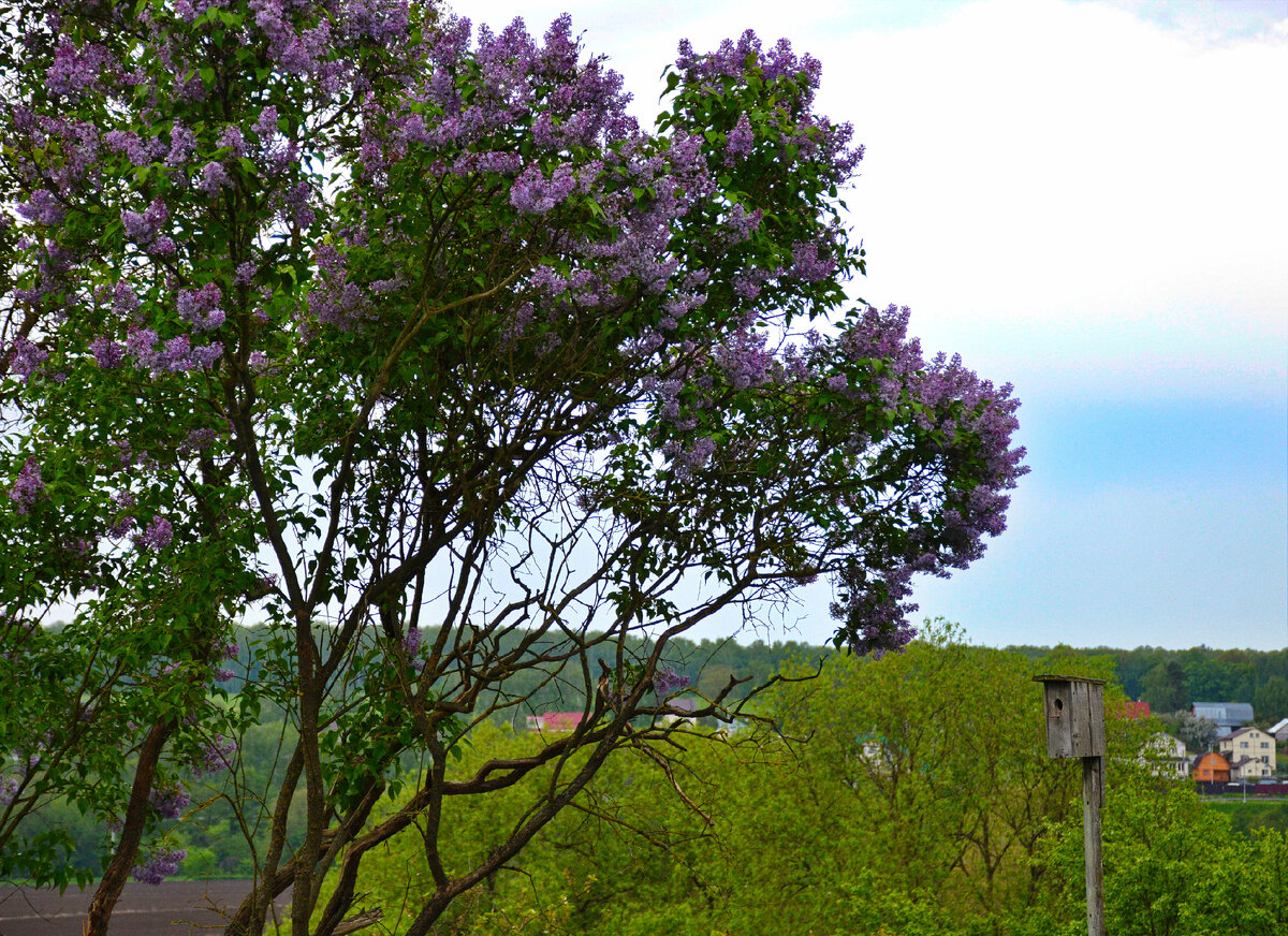 Старая-старая сирень в цвету. Вид за окном кухни