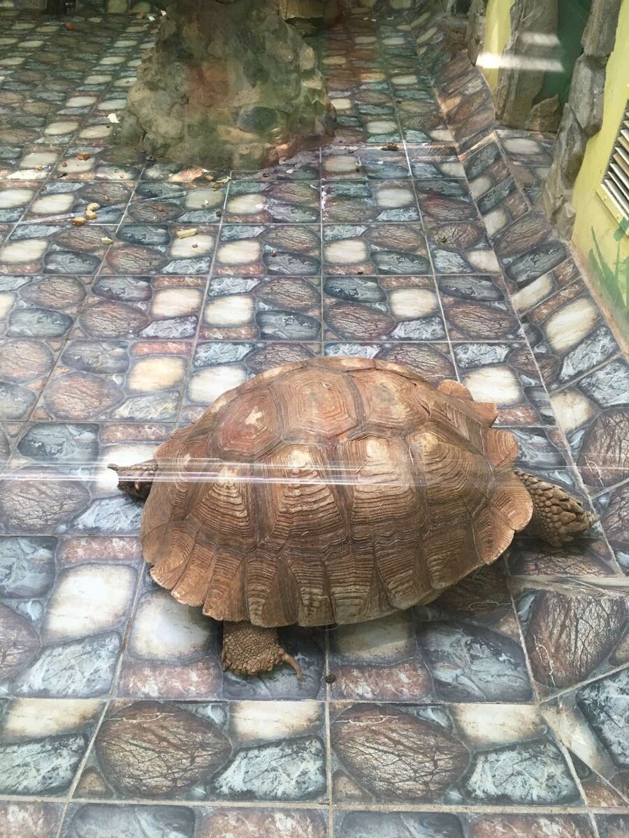 Слоновая черепаха 🐢 