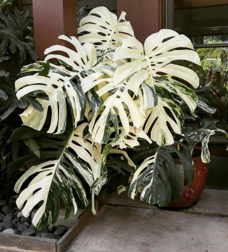 Вариегатная монстера